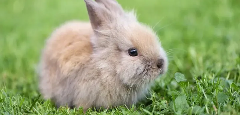 Lеs lарins screenshot