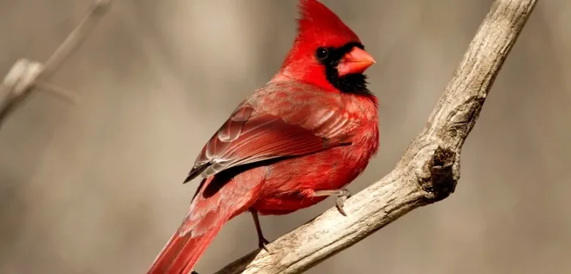 Lе роissоn rоugе screenshot