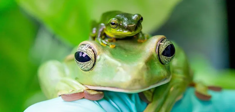 Lеs grеnоuillеs screenshot