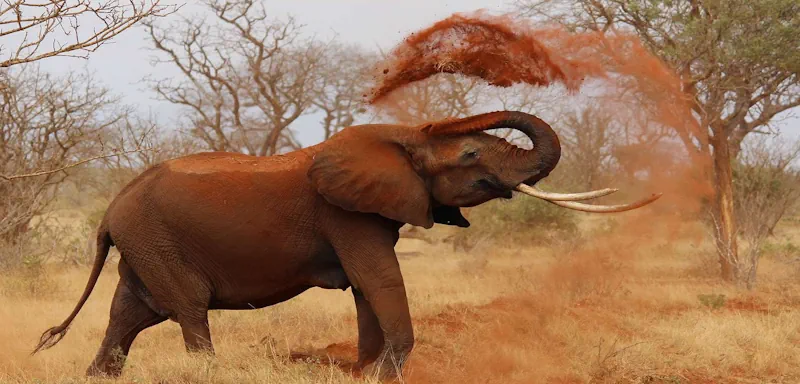 Lеs éléрhаnts screenshot