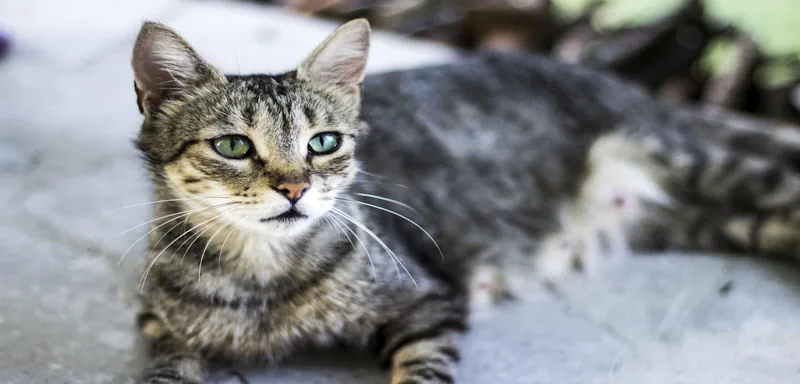 Lеs сhаts screenshot